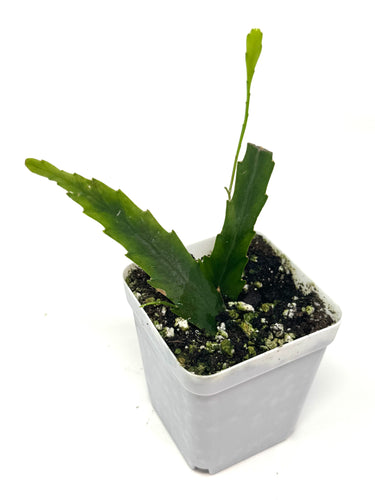 Lepismium Houlletianum ‘Snowdrop Cactus’ (ships within Canada only)