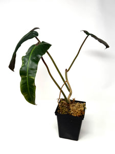 Philodendron Atabapoense