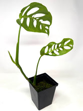 Load image into Gallery viewer, Monstera Esqueleto