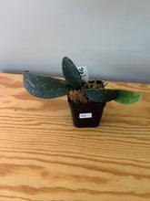Load image into Gallery viewer, 322. Hoya Phuwuaensis