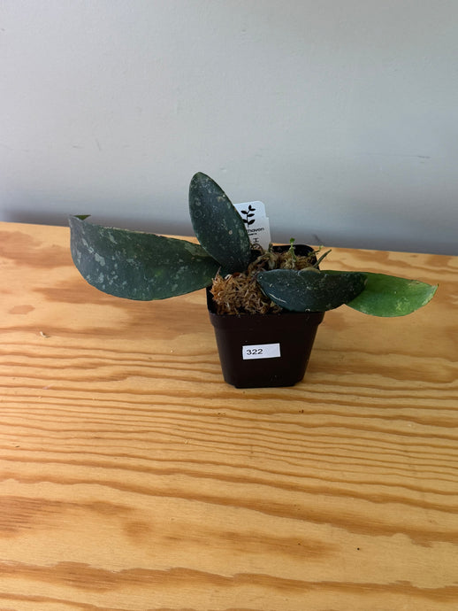 322. Hoya Phuwuaensis