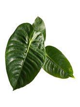 Load image into Gallery viewer, Anthurium Veitchii