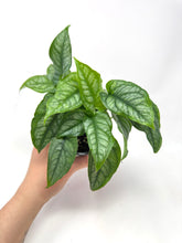 Load image into Gallery viewer, Monstera Siltepecana