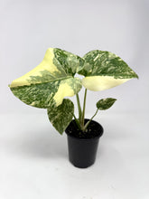 Load image into Gallery viewer, Monstera Deliciosa Crème Brulee