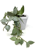 Load image into Gallery viewer, Hoya Lacunosa Super Silver