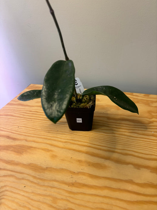 221. Hoya Meliflua