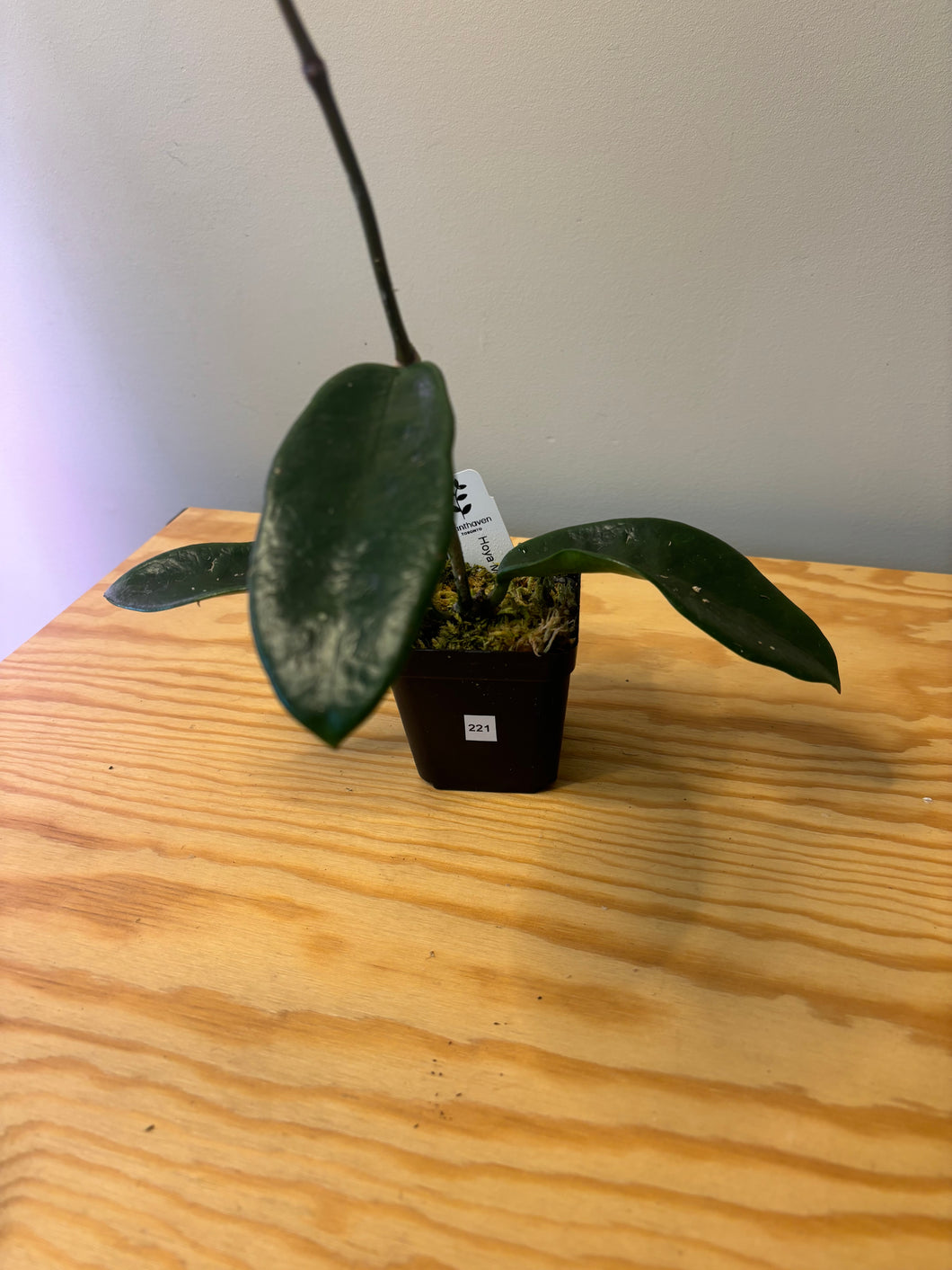 221. Hoya Meliflua