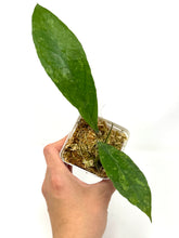 Load image into Gallery viewer, Hoya Estrellaensis IML 1256