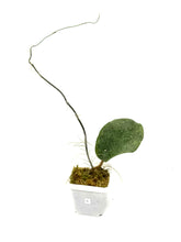 Load image into Gallery viewer, Hoya Glabra Silver C