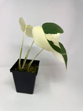 Load image into Gallery viewer, Monstera Deliciosa Albo Variegated E