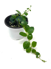 Load image into Gallery viewer, Aeschynanthus Radicans Thai Pink