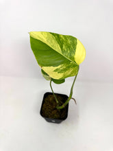 Load image into Gallery viewer, Monstera Deliciosa Aurea Variegated B