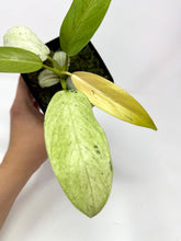Load image into Gallery viewer, Philodendron Whipple Way A