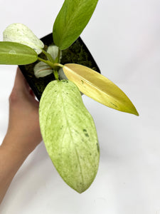 Philodendron Whipple Way A