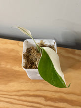 Load image into Gallery viewer, 99. Monstera Deliciosa Albo Variegated