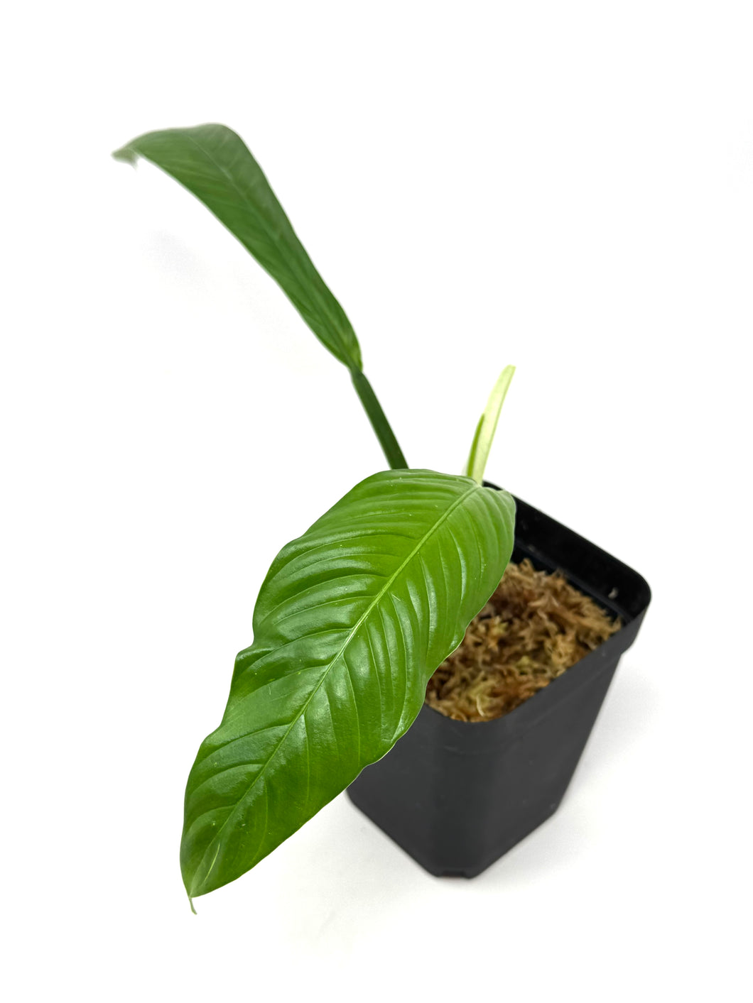 Philodendron Lynette ‘Campii’