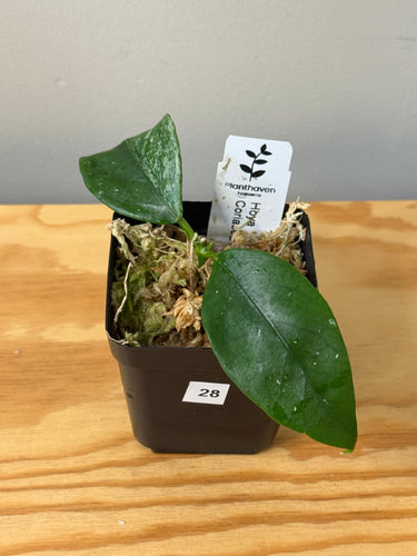 28. Hoya Coriacea Silver