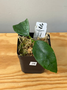 28. Hoya Coriacea Silver