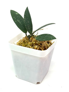 Hoya Dragon Wing (GPS7240 Hybrid)