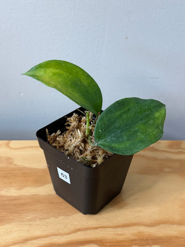 63. Hoya Latifolia ‘Bai Bua’