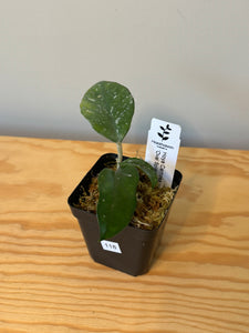 118. Hoya Carnosa Oval Splash