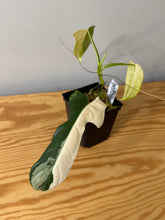 Load image into Gallery viewer, 84. Philodendron Bipennifolium Variegated