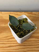 Load image into Gallery viewer, 31. Hoya Inflata