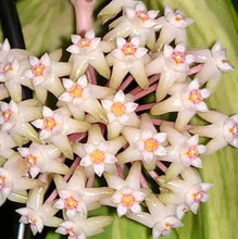 Load image into Gallery viewer, Hoya Acuta Inner Variegated