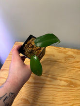 Load image into Gallery viewer, 207. Philodendron Mayoi