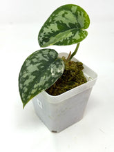 Load image into Gallery viewer, Scindapsus Mayari Variegated E