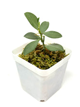 Load image into Gallery viewer, Hoya Nummularioides Silver