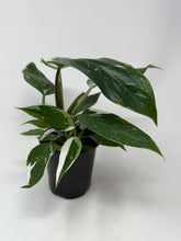 Load image into Gallery viewer, Philodendron White Princess (High Variegation)
