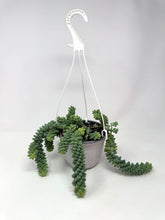 Load image into Gallery viewer, Sedum Morganianum ‘Burro’s Tail’ (Ships within Canada only)