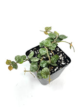 Load image into Gallery viewer, Hoya Curtisii