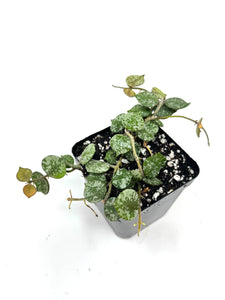 Hoya Curtisii
