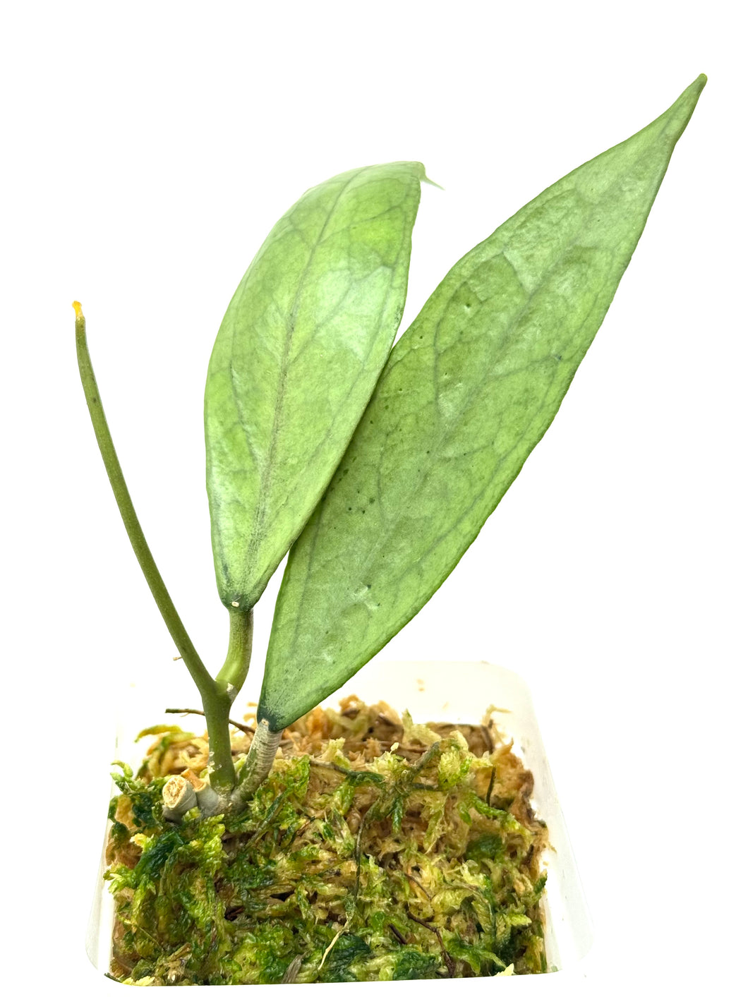 Hoya Germany Silver