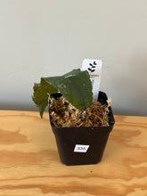 Load image into Gallery viewer, 335. Hoya Undulata Red Splash Leaves