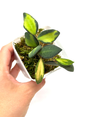 Hoya Burtoniae Variegated