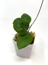Load image into Gallery viewer, Hoya Erythrostemma “Shocking Pink”