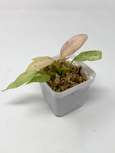 Load image into Gallery viewer, Philodendron Whipple Way