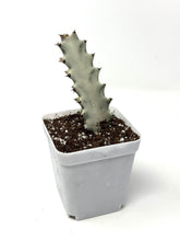 Load image into Gallery viewer, Euphorbia Lactea ‘White Ghost’ (small size) (Ships within Canada only)