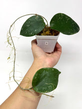 Load image into Gallery viewer, Hoya Glabra Silver B