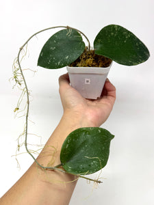 Hoya Glabra Silver B