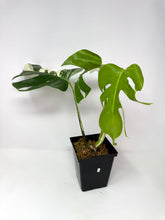 Load image into Gallery viewer, Monstera Deliciosa Albo Variegated I