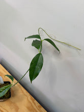 Load image into Gallery viewer, 102. Hoya Cystiantha