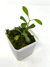 Load image into Gallery viewer, Hoya Manipurensis Variegated E