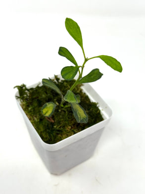 Hoya Manipurensis Variegated E