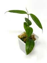 Load image into Gallery viewer, Hoya Campanulata