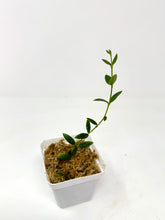 Load image into Gallery viewer, Hoya Engleriana
