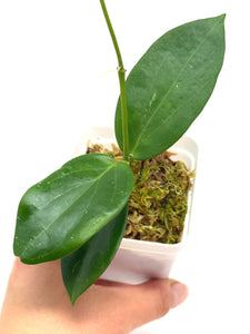 Hoya Sanguine (Mindorensis x Erythrostemma)
